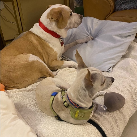 Meet your Posher, Diana - Picture 6 of 16